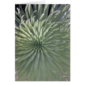 Silversword at Haleakala National Park, Maui