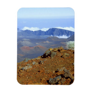 Silversword on Haleakala Crater  Rim from near 2 Magnet