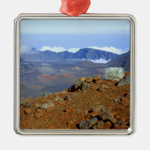 Silversword on Haleakala Crater Rim from near 2 Metal Tree Decoration