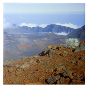 Silversword on Haleakala Crater Rim from near 2 Tile