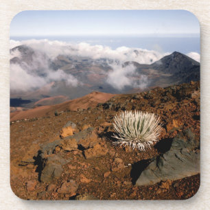 Silversword on Haleakala Crater  Rim from near 3 Coaster