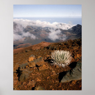 Silversword on Haleakala Crater  Rim from near 3 Poster