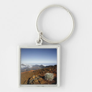 Silversword on Haleakala Crater  Rim from near Key Ring