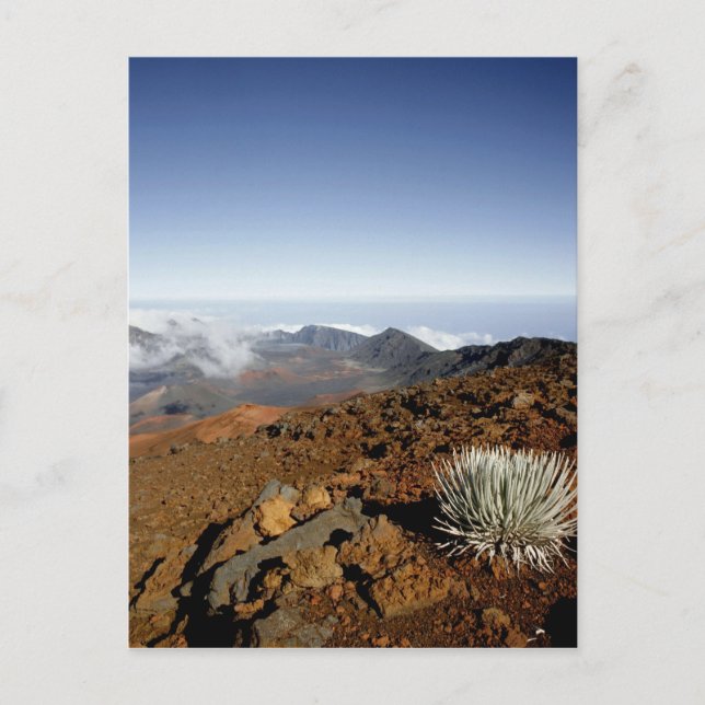 Silversword on Haleakala Crater  Rim from near Postcard (Front)