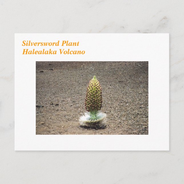 silversword plant postcard (Front)