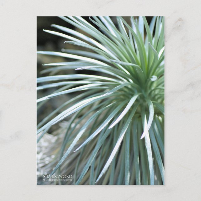Silversword [Postcard] ポストカード Postcard (Front)
