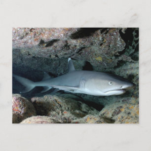 Silvertip Shark Postcard