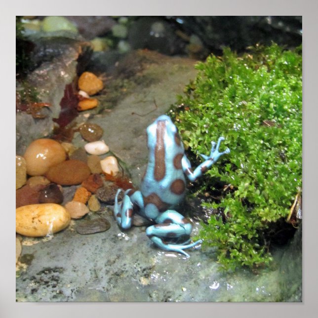 Silvery Blue Dart Frog Poster (Front)