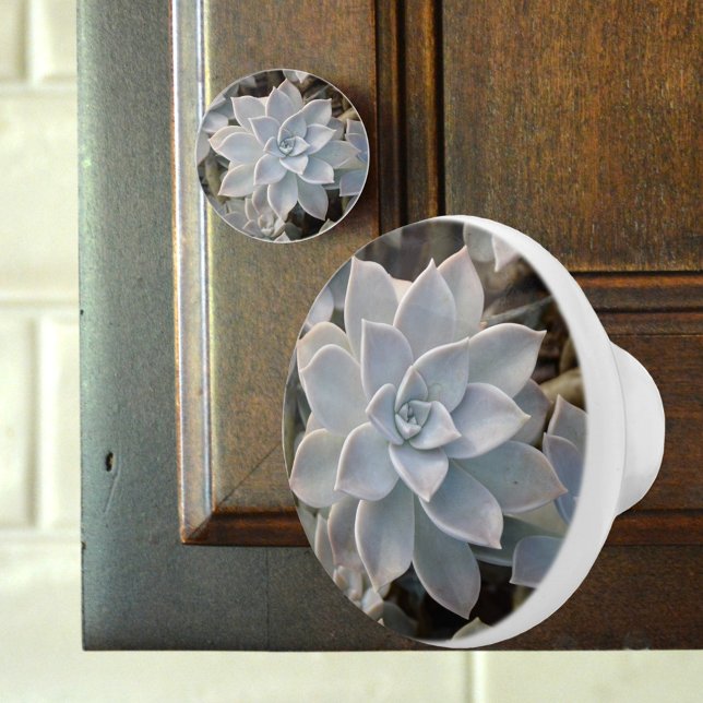 Silvery Blue Succulent Botanical Photographic Ceramic Knob (Creator Uploaded)