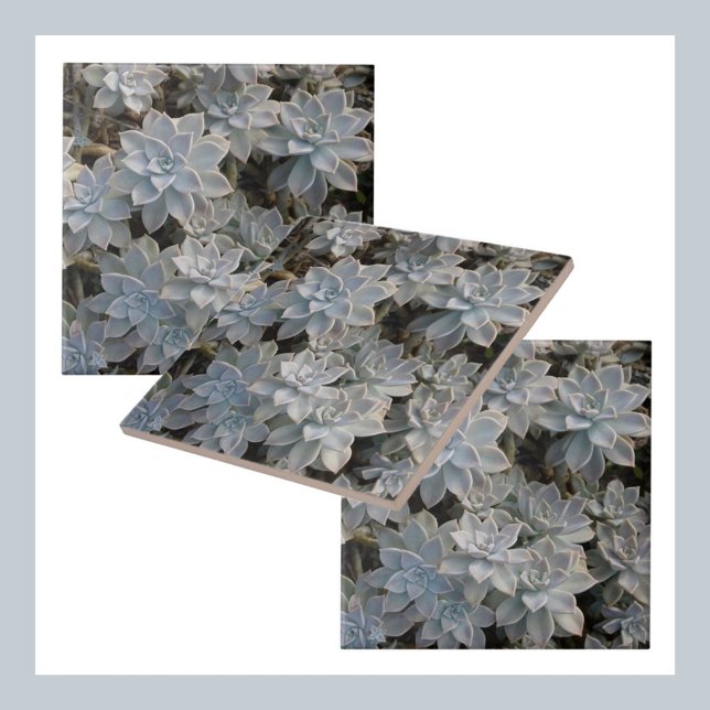 Silvery Blue Succulents Botanical Photographic Tile (Creator Uploaded)
