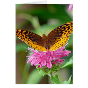 Silvery Checkerspot Butterfly
