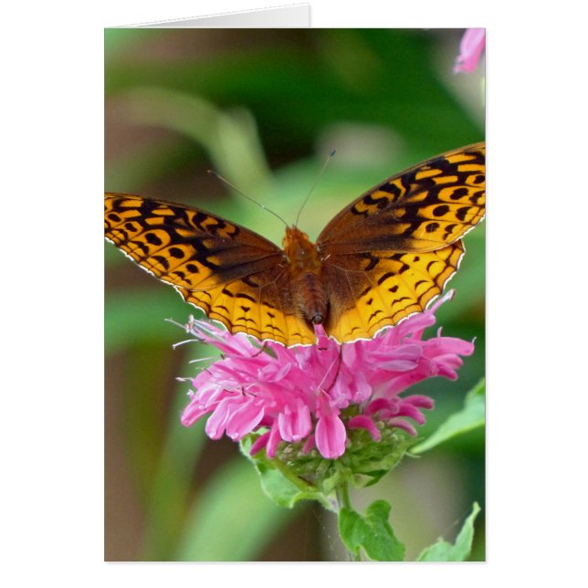 Silvery Checkerspot Butterfly (Front)