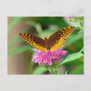 Silvery Checkerspot Butterfly Postcard