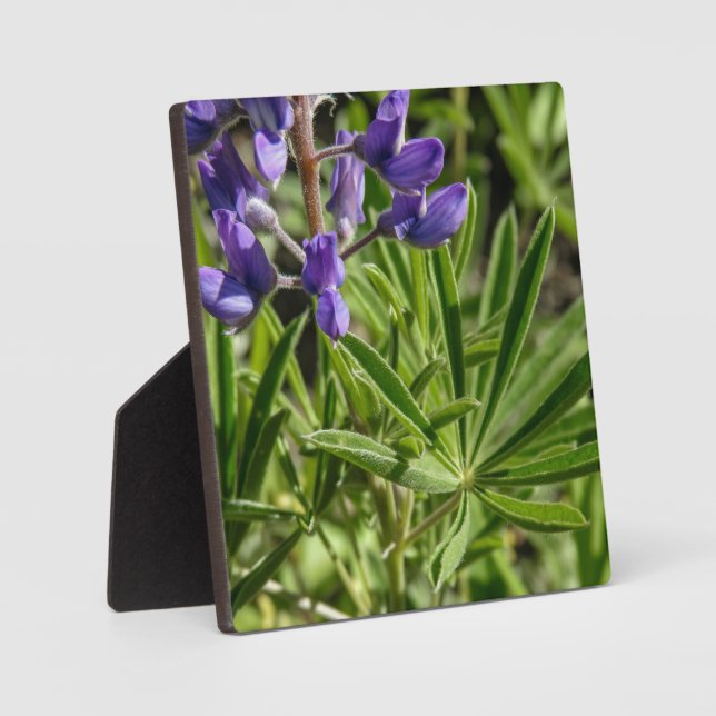 Silvery Lupine Desktop Plaque (Front)