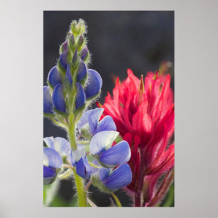 Silvery Lupine, Lavender Paintbrush Poster