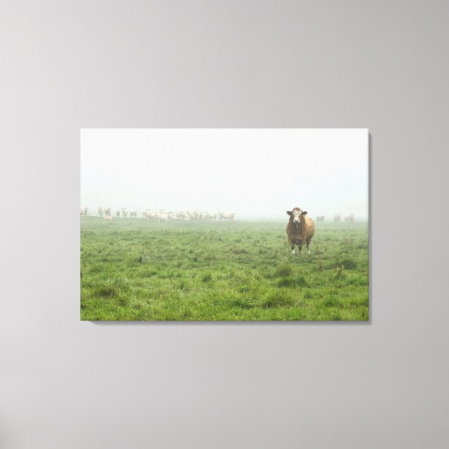 Simmental Bull in Foggy Green Pasture Canvas Print (Front)