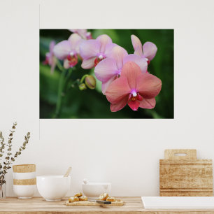 Simple and Elegant Pink Orchids Flower Botanical Poster
