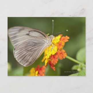 Simple butterfly on yellow and red flowers postcard