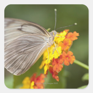 Simple butterfly on yellow and red flowers square sticker