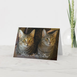 Simple Cats Photo Mother's Day Card
