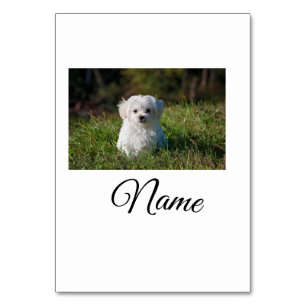 Simple colourful animal add name photo custom thro table number