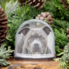 Simple Custom Pit Bull Dog Photo