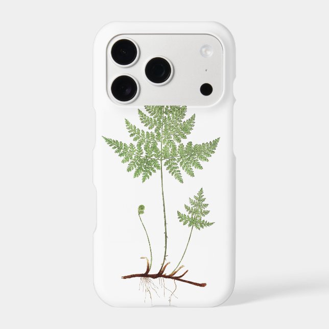 Simple fern,  (Back)