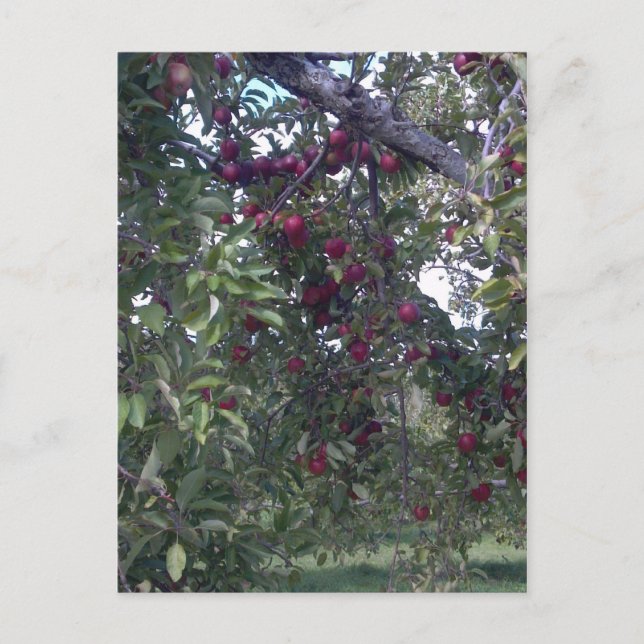 Simple Life Pleasures Postcard (Front)