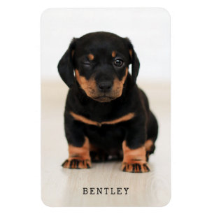 Simple Modern Full Photo Dog Pet Black Magnet