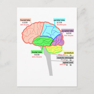 simple parts of the brain japanese postcard