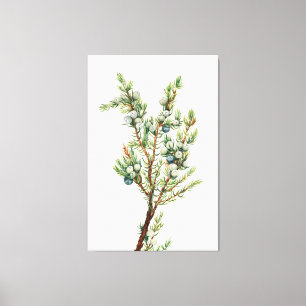 Simple Vintage Botanical Mountain Juniper Canvas Print