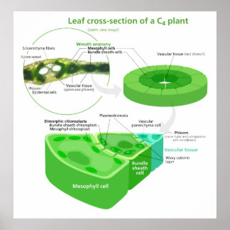 Simplified C4 Photosynthesis Diagram Poster