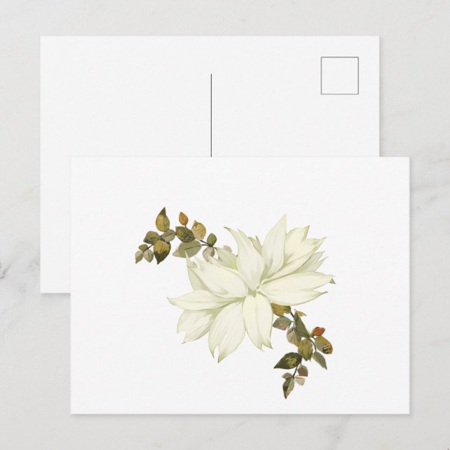 Simplistic White Flower and Foliage Postcard (Front/Back)