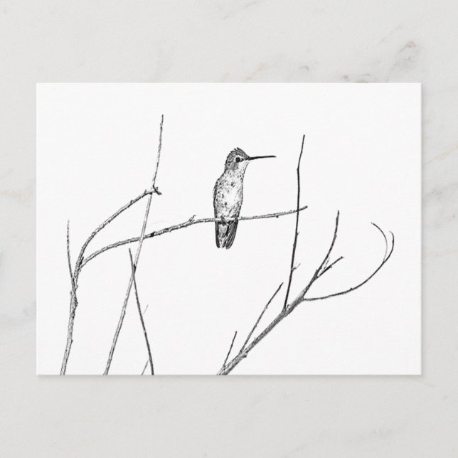 Simply a Hummingbird on a stick Postcard (Front)