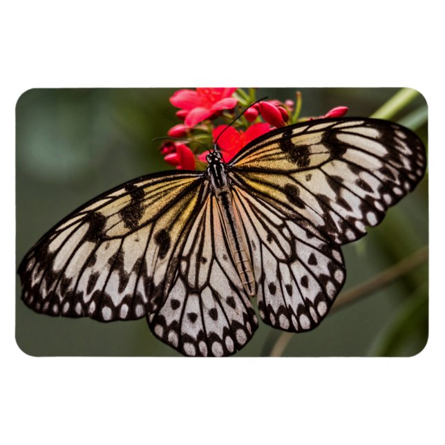 Simply a Paper Kite Butterfly Magnet (Horizontal)