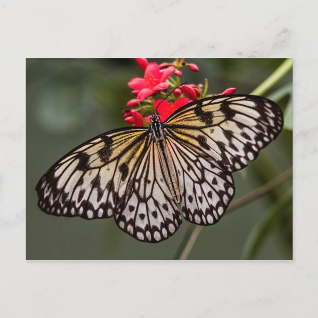 Simply a Paper Kite Butterfly Postcard (Front)