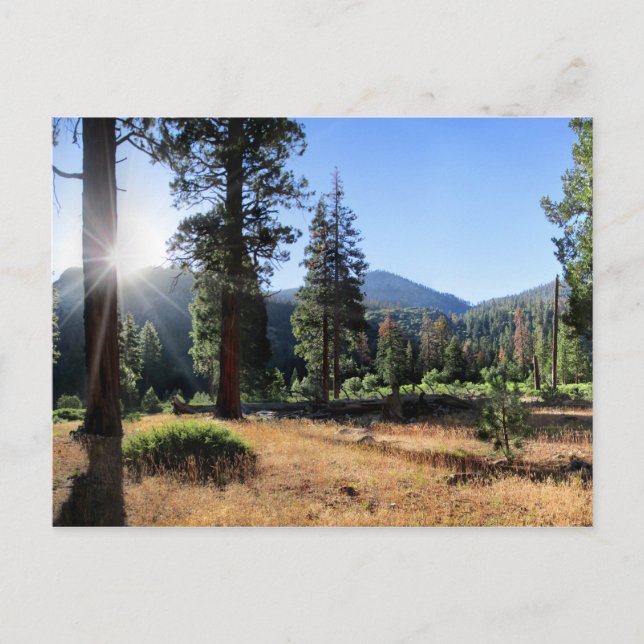 Simpson Meadow - Sierra Postcard (Front)
