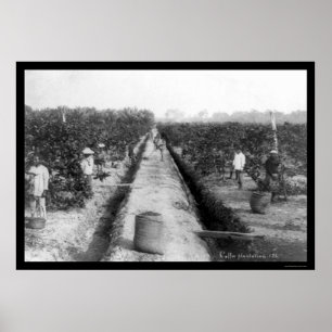 Singapore Coffee Plantation 1898 Poster