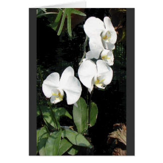 Singapore orchid 4
