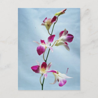 Singapore orchid flowers postcard
