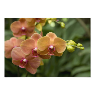 Singapore Sanskrit for Lion City). National 2 Photo Print