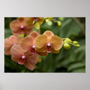 Singapore Sanskrit for Lion City). National 2 Poster