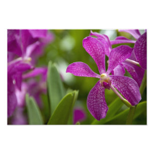 Singapore Sanskrit for Lion City). National Photo Print