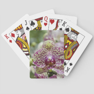 Singapore (Sanskrit for Lion City). National Playing Cards