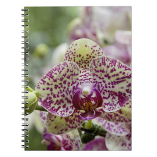 Singapore (Sanskrit for Lion City). National Spiral Notebook