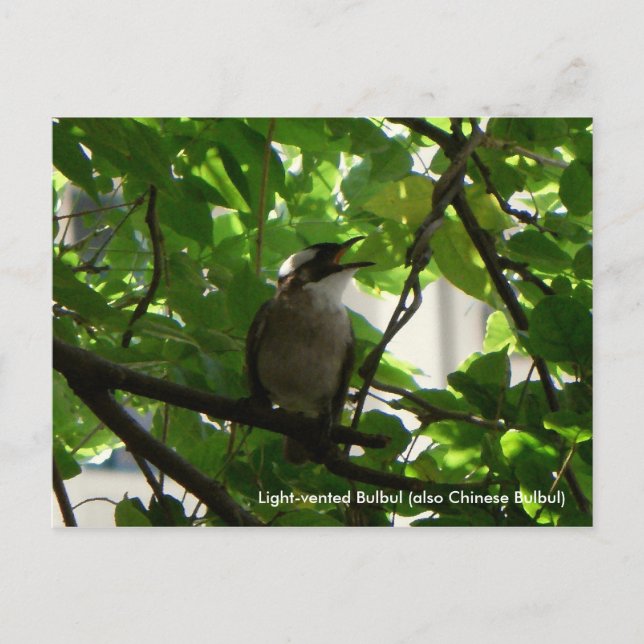 Singing Bird/ Chinese Bulbul Postcard (Front)