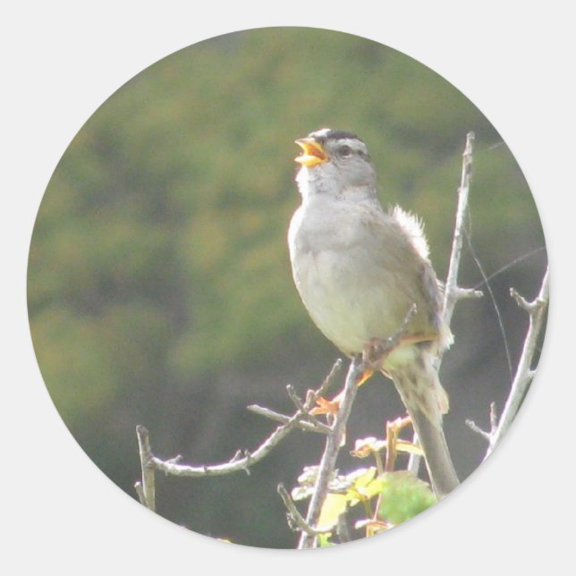 Singing Bird Classic Round Sticker (Front)