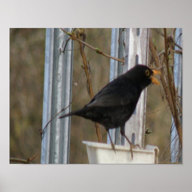 Singing Blackbird Print (Front)