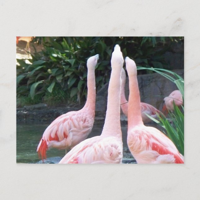 Singing Flamingos Postcard (Front)