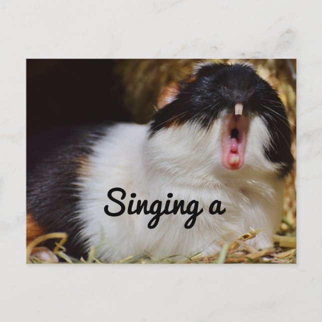 Singing Guinea Pig Postcard (Front)